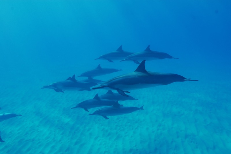 Hawaii spinner dolphins group